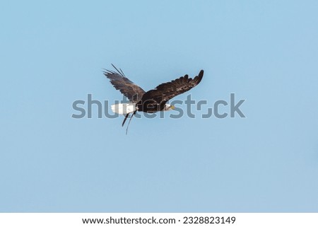 Juvenile bald eagle (Haliaeetus leucocephalus) in flight.