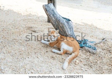 Ginger cat on the sand beach background.