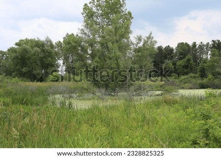 Willow tree growing in a wetland surrounded by green duckweed and grass. 