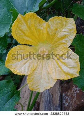 This is a picture of pumpkin's flower.Pumpkins are members of the Cucurbit family,which includes squash,cantaloupe,watermelon,and cucumbers.Pumpkin flowers are edible and can be enjoyed raw or cooked.