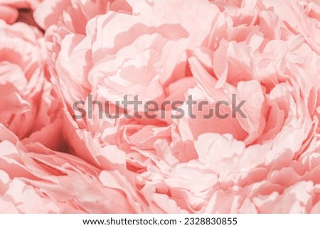 Peony flowers spring holiday flowery aesthetic nature close up pattern,  botanical design background, floral top view photo, light pink-white blooming flower, scenery beauty nature wallpaper, sunlight