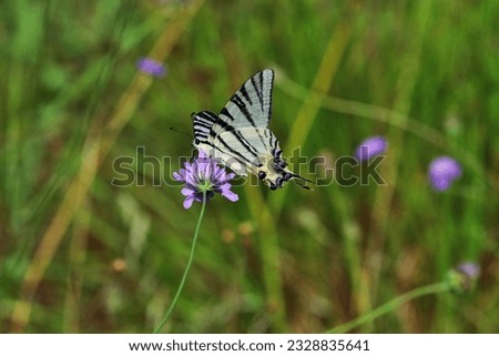 Scarce Swallowtail (Iphiclides podalirius) butterfly eeg