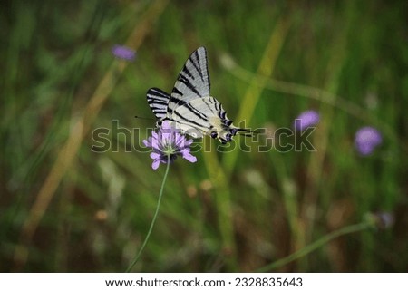 Scarce Swallowtail (Iphiclides podalirius) butterfly eeg