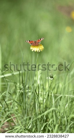 butterfly on yellow dandelion flower. beautiful delicate butterfly, orange wings. macro insect, nature close-up. spring season. copy space. yellow flower in green grass