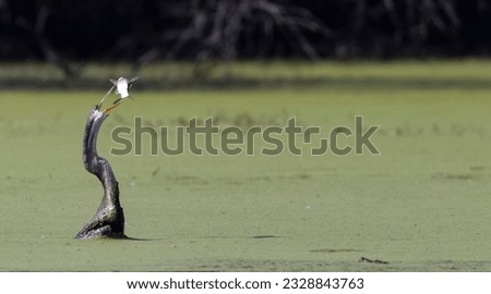Oriental darter (Anhinga melanogaster) or snake bird fishing in river.