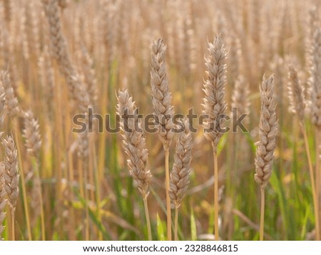 Wheat (Triticum vulgare) before the harvest, summer in southern Germany Royalty-Free Stock Photo #2328846815