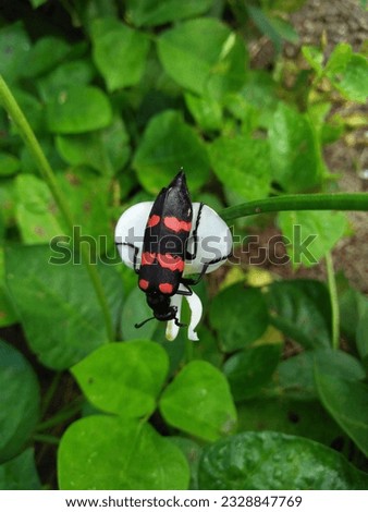  close up of red black beetle sitting on a white flower