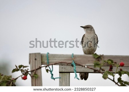                                Northern Mockingbird perched on a trellis in the morning hours on Hilton Head Island.