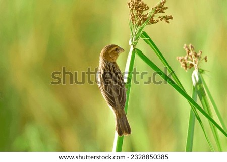 Baya Weaver,Asian Golden Weaver,Wren Looking for pieces of grass, leaves, pieces of rice to weave to make a nest, a bird that makes the most beautiful nest.locally common winter visitor