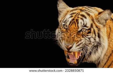 A magnificent aggressive tiger with a bared toothy mouth on a dark background close-up