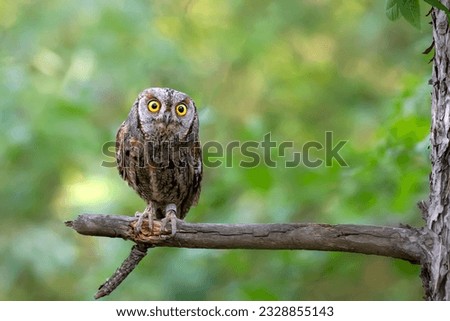 Owl. Eurasian Scops Owl. (Otus scops). Green nature background.