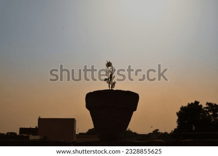 Small Flower SilHouette | Sunset and flower in a pot