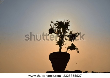 Flower Silhouette | Sunset and flower in a Pot