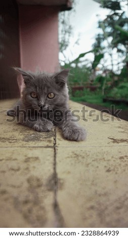 Cute cat who is aware of the camera