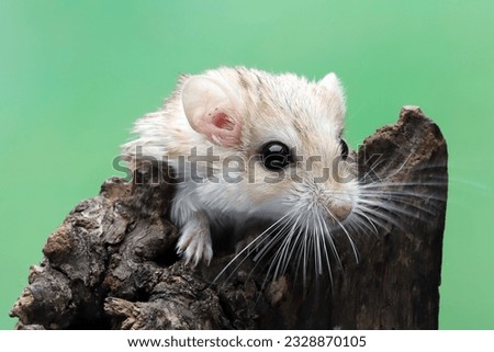Cute gerbil fat tail crawls on wood, Garbil fat tail closeup head on isolated background