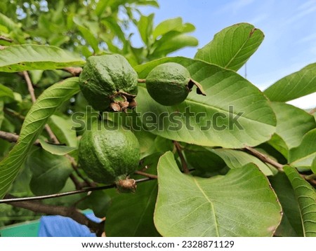 A seasonal fruit Guava with leaves which is taken on month of June. Guava grown at home garden. Tasty and healthy fruit.Soon birds and squirrel Will come to eat in search of fruit,Especially parrots.