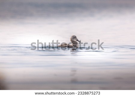 duck on fresh water lake