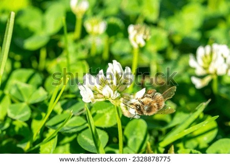 Closeup of honeybee on clover in lawn
