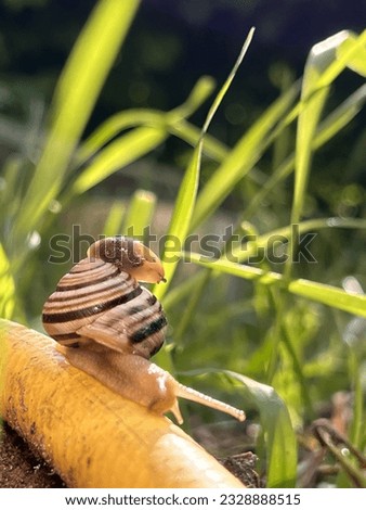 Snail sits in the grass in the summer morning
