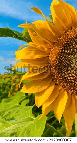 Sunflower basking in the summer sunshine!
