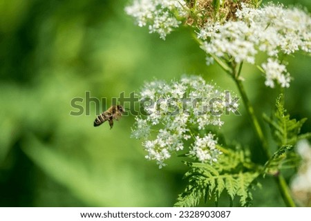 Valerian and bee. Valeriana officinalis, is a wild plant with white flowers. It is an important medicinal plant and is also used in medicine. Royalty-Free Stock Photo #2328903087