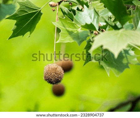A spiky ball hanging on a tree branch Royalty-Free Stock Photo #2328904737