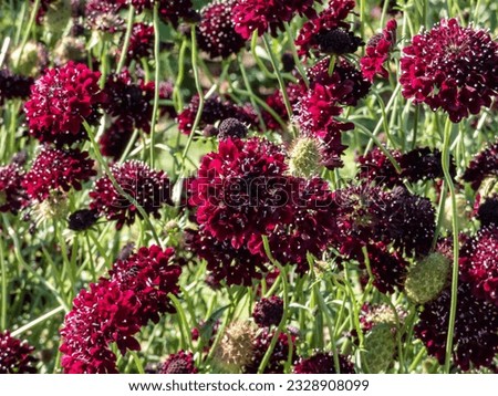 Macro shot of dark red flower Scabious or pincushion flower (scabiosa columbaria) 'Barocca' in a garden in bright sunlight in summer. Floral summer scenery Royalty-Free Stock Photo #2328908099