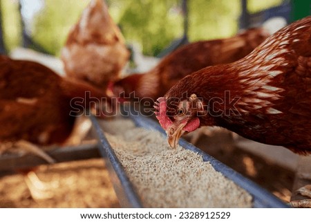 chicken eats feed and grain at eco chicken farm, free range chicken farm Royalty-Free Stock Photo #2328912529