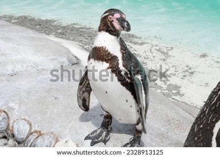 Close up of penguin in the zoo ,blue water background 