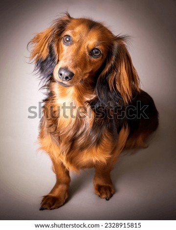 long haired miniature dachshund, one year old sat with head cocked looking forward on a vignetted background