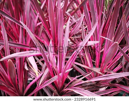 Young plant of cabbage tree (Cordyline Australis, Torbay palm), cultivar Paso Doble, with tuft of purple red or dark pink striped long leaves framed by other numerous tufts. Natural foliate background Royalty-Free Stock Photo #2328916691