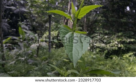 Beautiful and cool plant leaf background. Photo taken in the mountains.