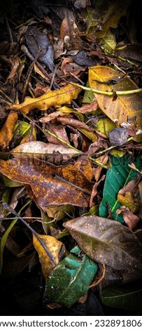leaf litter in the rainy season scattered in the garden