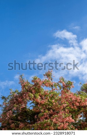 Pink Tree Flowers Under Blue and White Sky in Hawaii.