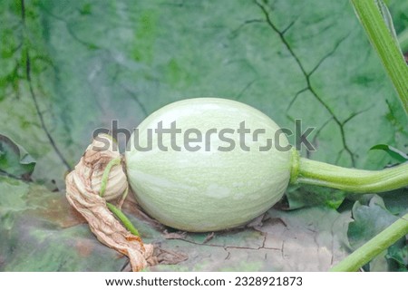 Refreshing green abstract nature pumpkin leaf and fruit image