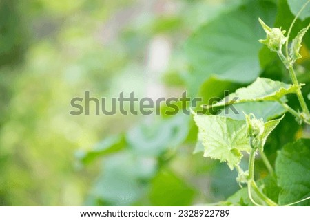 refreshing green abstract natural cucumber leaves and shoots images