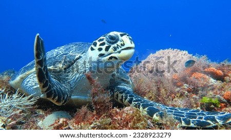 The most beautiful resident of Cozumel island coral reefs: the hawksbill sea turtle (Eretmochelys imbricata) Royalty-Free Stock Photo #2328923279