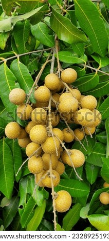 A bunch of sweet longan fruit hanging from a tree in Florida, July 6, 2023