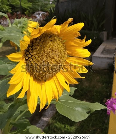 Beautiful unique sunflowers are blooming