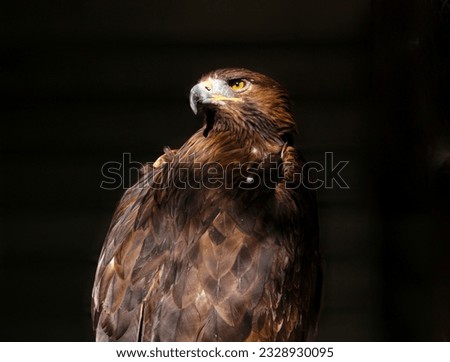The golden eagle (Aquila chrysaetos) is a bird of prey living in the Northern Hemisphere. It is the most widely distributed species of eagle. Like all eagles, it belongs to the family Accipitridae. Th
