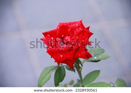 Red rose, bright and beautiful.