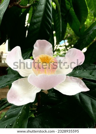 Gustavia or Heaven Lotus are grows in humid tropics.This picture take a photo from Thailand.