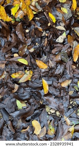 leaves and soil wet with rainwater