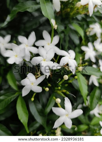 this white flower  It is a sacred Thai flower that is used to decorate and decorate in various places such as weddings, etc.