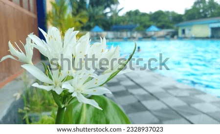 Proiphys Flower was taken in the morning Lombok Swimming Pool