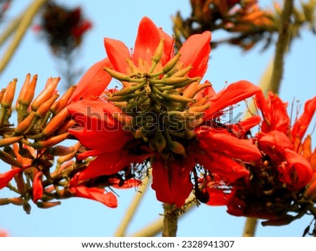 Beautiful red coral flower in springtime