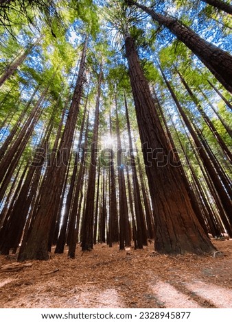 Massive trees at the Redwoods forest , Rotorua New Zealand  Royalty-Free Stock Photo #2328945877