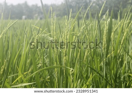Oryza sativa is one of the most important cultivated plants in civilization. Although it primarily refers to cultivated plant species, rice is also used to refer to several species from the same genus