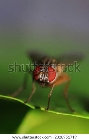 The housefly (Musca domestica) is a fly of the suborder Cyclorrhapha. It possibly originated in the Middle East, and spread around the world as a commensal of humans. It is the most common fly species