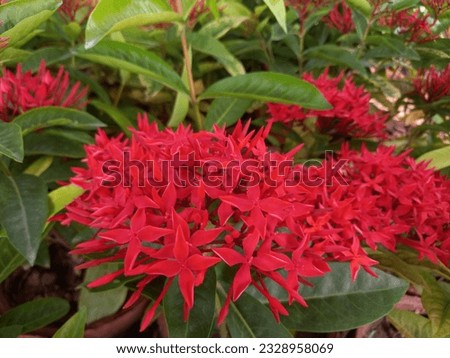 Ixora is a genus of flowering plants in the Rubiaceae family, which is native to tropical and subtropical regions. It consists of around 500 species of evergreen shrubs and small trees.  Royalty-Free Stock Photo #2328958069